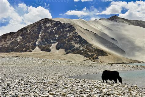 Alpine Yaks Drinking Water In The Baisha Lake Of Bulunkou Reservoir In