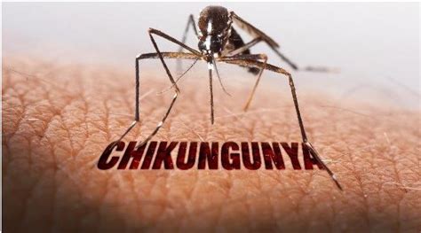 All You Need To Know About Chikungunya Best Hospital In Delhi Ncr