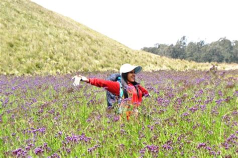 Cantiknya Padang Lavender Oro Oro Ombo Di Gunung Semeru