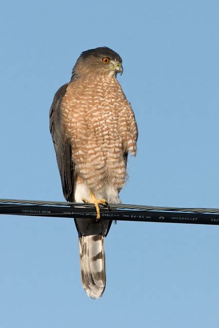 Img 5853 Adult Cooper S Hawk Adult Female Cooper S Hawk Ca Flickr Photo Sharing