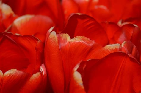 X Wallpaper Red Petaled Flowers Peakpx