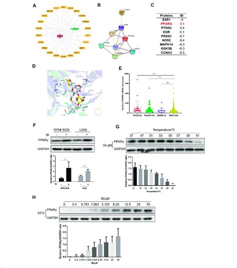 Bi Displays A Binding Ability To Pparγ A Cytoscape Was Used To Download Scientific Diagram