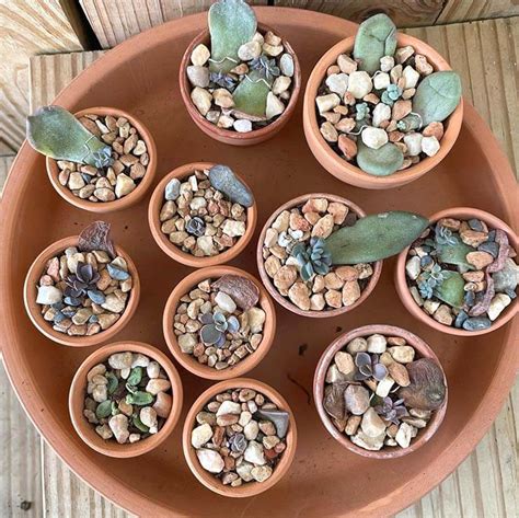 How To Propagate Succulents From Leaves Definitive Guide