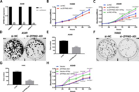 ZFPM2 AS1 Promotes The Proliferation Migration And Invasion Of Human