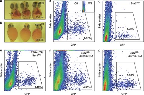 Effects of sur2 knockdown on early hematopoiesis. (a, b) O-dianisidine