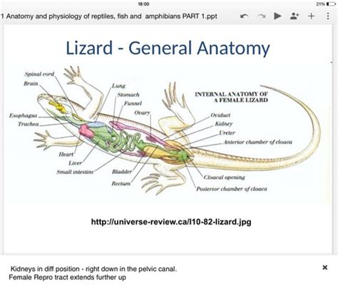 Lizard Anatomy And Physiology Flashcards Quizlet