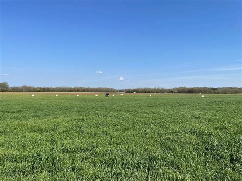 Managing Volunteer Annual Ryegrass In A Newly Established Tall Fescue