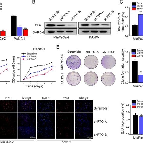 Fto Significantly Promoted Pancreatic Cancer Progression A B Knockdown