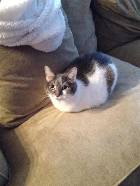 30 Adorable Photos Of Cats Who Turned Into Loaves Of Bread I Present