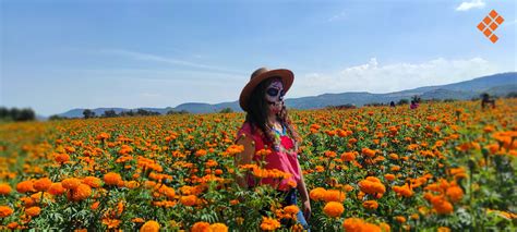 Visita Los Pintorescos Campos De Flores De Cempas Chil En Cop Ndaro