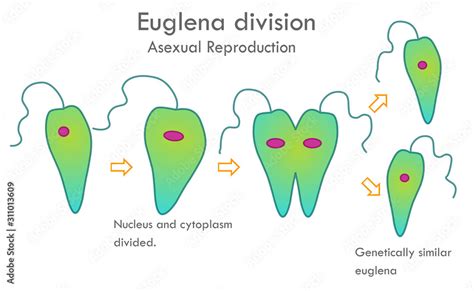 Euglena Division Stages Asexual Reproduction Mitotic Division Nucleus And Cytoplasm Divided