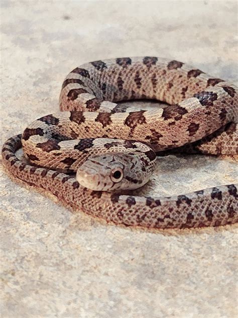 Everglades Eastern Rat Snake By Casa Grande Reptiles Morphmarket