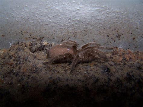 Australian Bird-eating Spider Selenocosmia crassipes | Australian spider, Australian animals ...