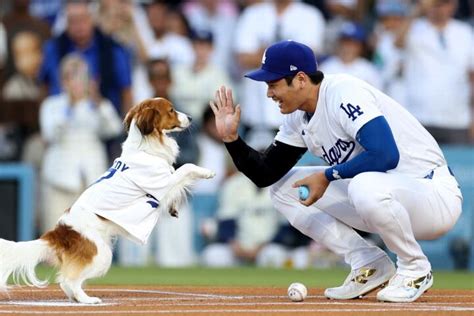 「今まで見たことないほど、キュートな始球式！」大谷翔平の愛犬デコピンが始球式に登場直後に本人は先頭打者アーチで42号をマーク（2024年8月29日）｜biglobeニュース