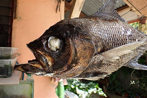 Sickle Pomfret Fish