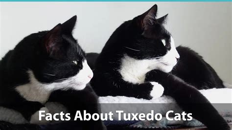 Facts About Tuxedo Cats | What You Need To Know About These Kitties