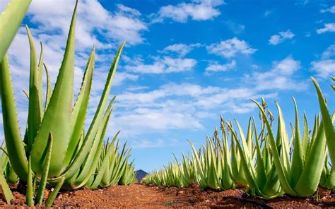 El Cultivo Del Aloe Vera En Canarias Agroingenia Canarias