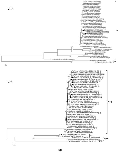 Af Maximum Likelihood Phylogenetic Trees Of Vp7 Vp4 Vp6 Vp1 Download Scientific Diagram