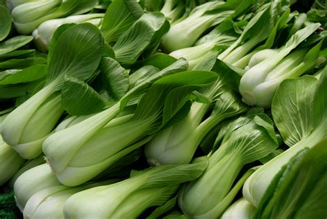 Cabbage Pak Choi White Stem Premier Seeds Direct