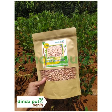 Jual Bibit Kacang Tanah Gajah Cepat Panen Benih Kacang Tanah 1 Kg