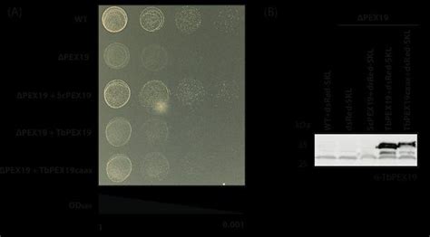 22 Growth And Expression Test Of Wild Type Cells Pex19 Mutants And