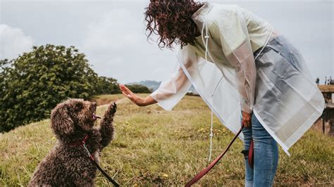 A Que Hora Debo Pasear A Mi Perro