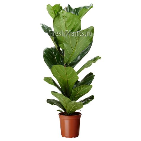 Фикус Лировидный или Лирата - купить в интернет-магазине FreshPlants.ru ...