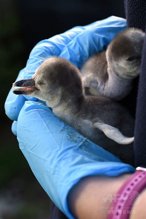 フワフワ、生まれたてのフンボルトペンギン 英 写真6枚 国際ニュース：afpbb News