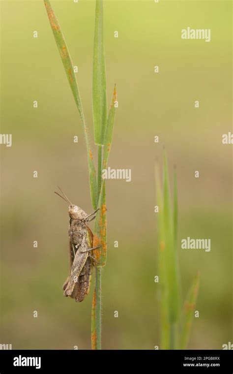 Common Field Grasshopper Chorthippus Brunneus Adult Resting On Grass England United Kingdom