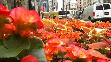 Springtime In The City Thousands Of Flowers Now In Bloom On Nycs