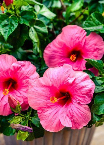 15 Of The Best Plants To Brighten Up Your Balcony How To Care Of Your Plants Garden