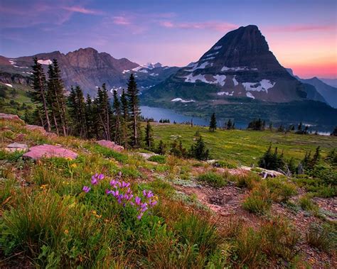 Early Season Wildflowers Guided Day Hike In Glacier Park