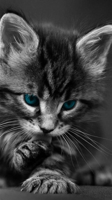 Black Kitten Wallpapers - 4k, HD Black Kitten Backgrounds on WallpaperBat