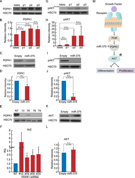 MiR 375 Overexpression In Expanded Islet Cells Downregulates The