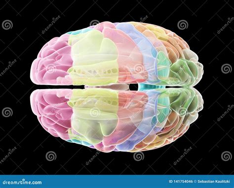 Sections Of Human Brain Anatomy Side View Flat Cartoon Vector