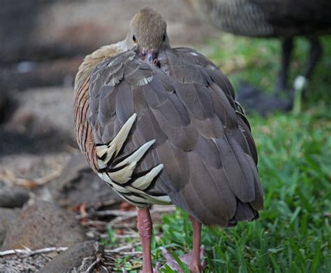 Pictures and information on Plumed Whistling Duck