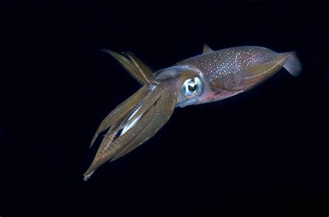 How Smart Are Squid Everything We Know About Their Intelligence A Z