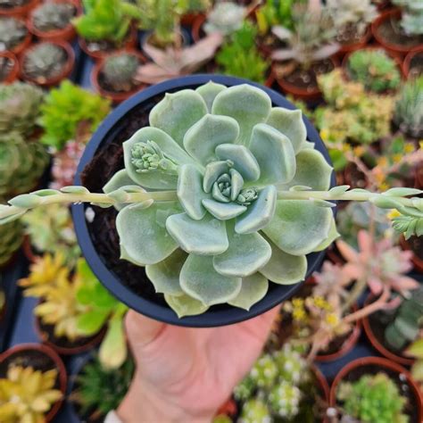 Graptoveria Alabaster Gem Fonte Das Suculentas