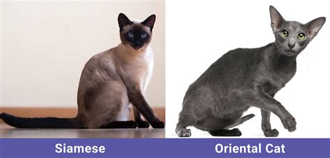 Siamese Cat Vs Oriental Shorthair Cat What Do I Choose With