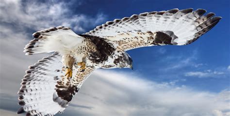 8 Species Of Hawk In North Carolina