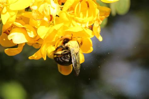 Ingrid Naiara Gomes Conservation Of Bee Plant Interactions And