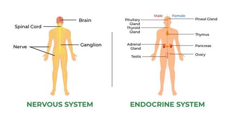 Difference Between Nervous System And Endocrine System Geeksforgeeks