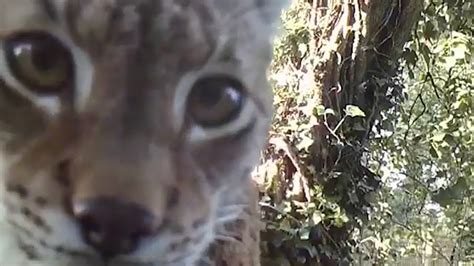 Watch As Curious Lynx Discovers A Camera Hidden In His Enclosure Youtube