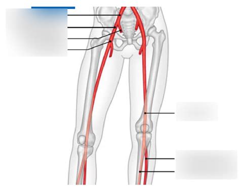 Wichtige Arterien 2 Diagram Quizlet