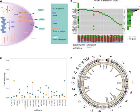 Frontiers Integrating M A Regulators Mediated Methylation