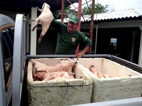 G Animais Silvestres Abatidos S O Apreendidos No Acre Not Cias Em Acre