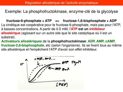 PPT Allosteric Regulation Of Enzyme Activity PowerPoint Presentation