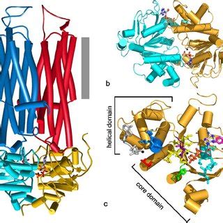 Structure Of ABC Transporters A Schematic Representation Illustrated