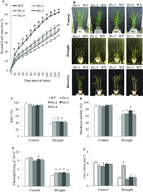 Drought Tolerance Of Ospyl10 Overexpressing Transgenic Rice At Download Scientific Diagram