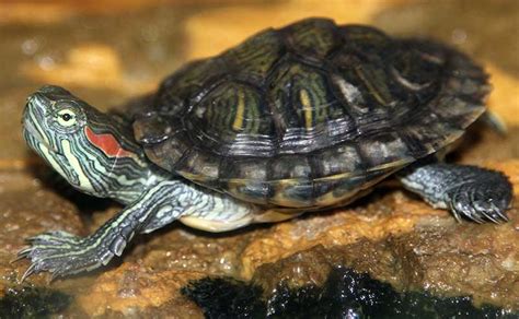 Red Eared Slider Facts And Pictures